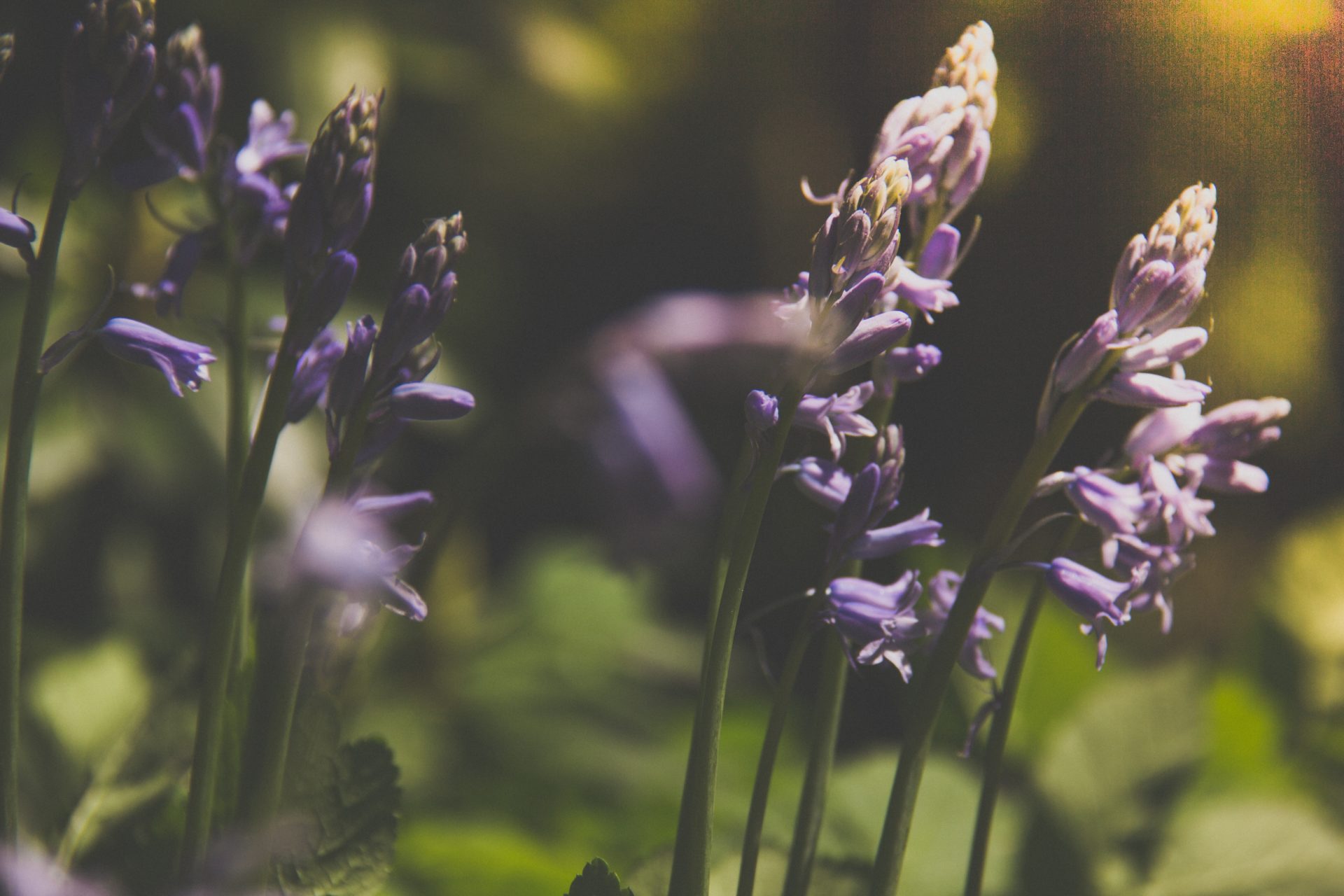 spring-garden-hacks-unsplash